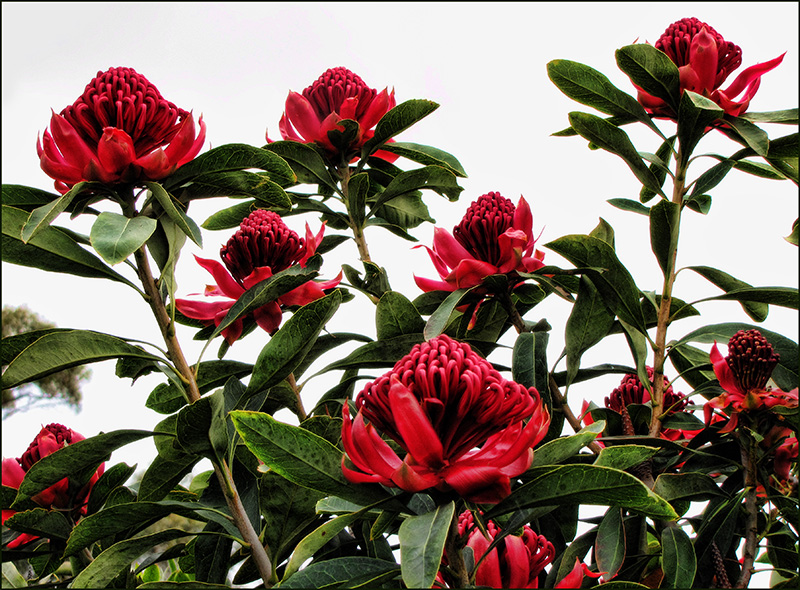 Telopea Speciosissima (Waratah)