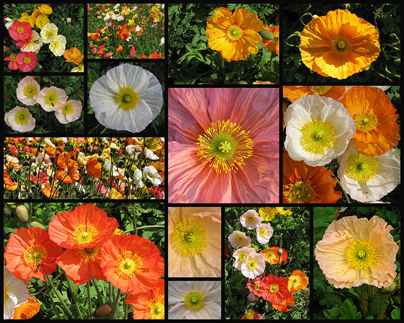 Poppies