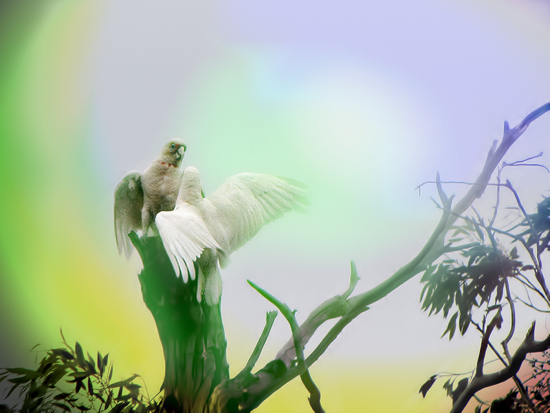 Corellas