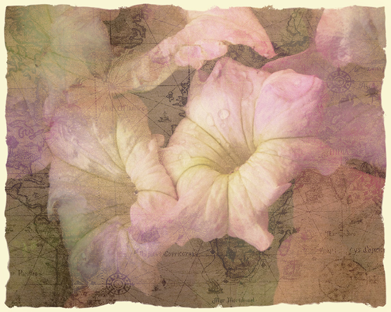 Exploring Petunias