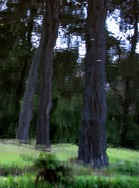 Reflected Pines