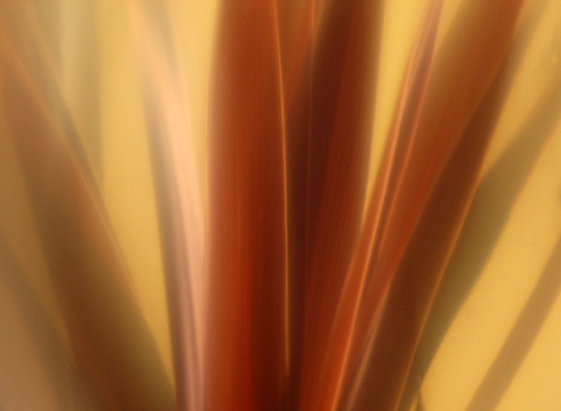 Cordyline