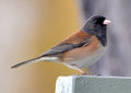 CSC_1017.jpg