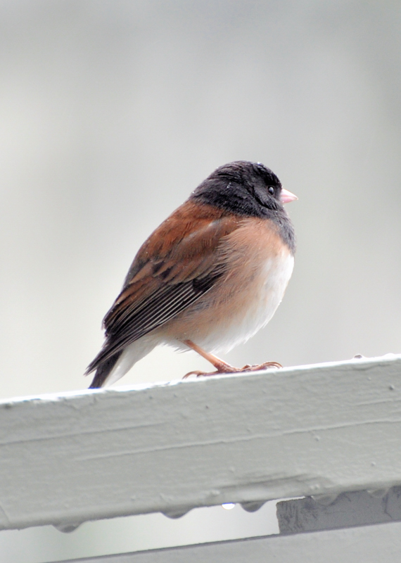 CSC_2801-Finch-II.jpg