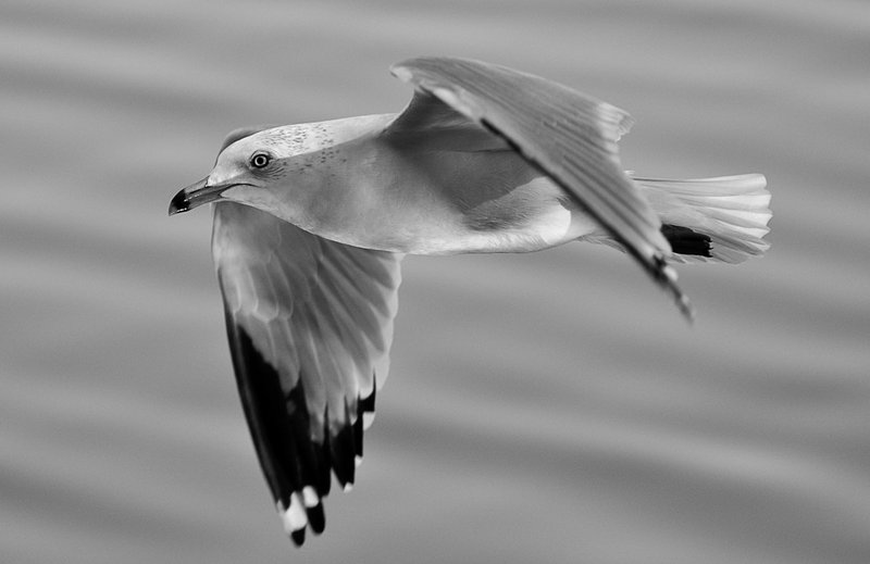 DSC_0520.jpg