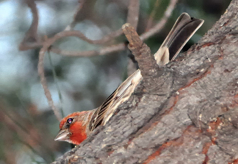 DSC_0662.jpg