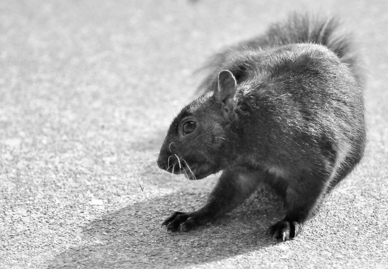 DSC_2735.jpg