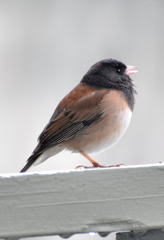 DSC_2766.jpg