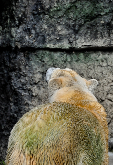 Bear-001.jpg