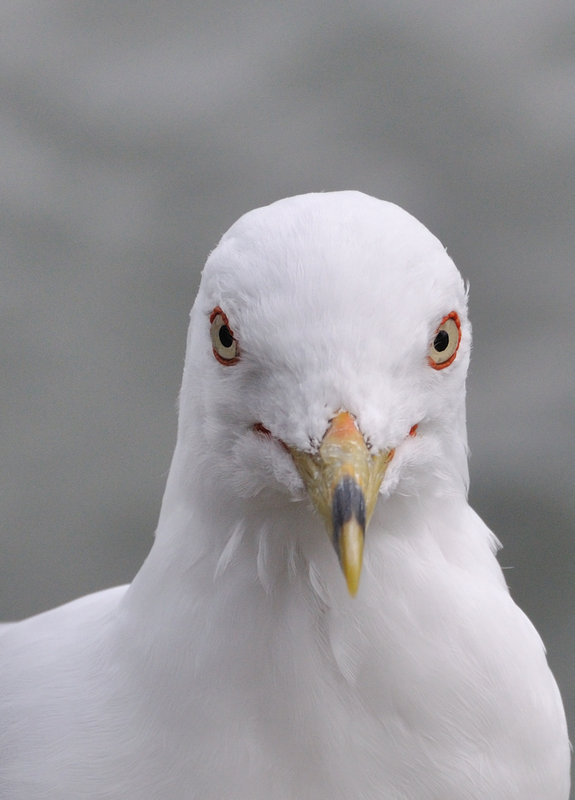 DSC_5000-Cropped.jpg