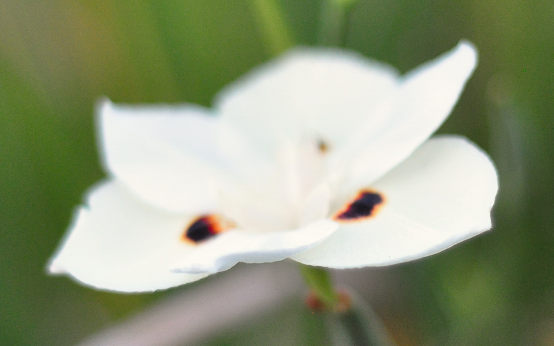 Delicate.