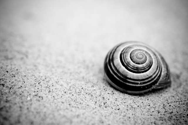 Snail
