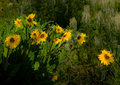 Wyethia arizonica(Mule's Ears)