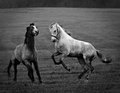 Horseplay.jpg