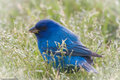Indigo Bunting 1 (1).jpg
