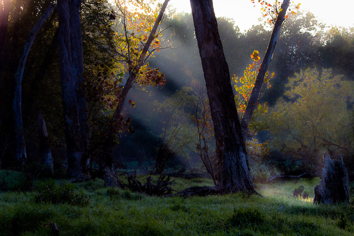 Morning_Rays.jpg
