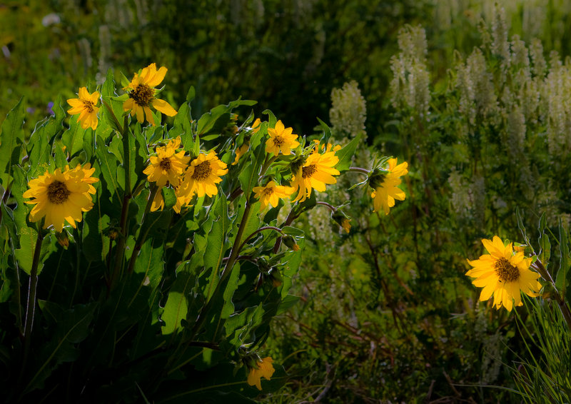 Wyethia arizonica(Mule's Ears)