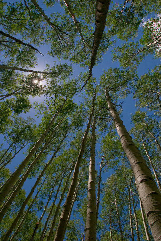 Aspen_Sky.jpg