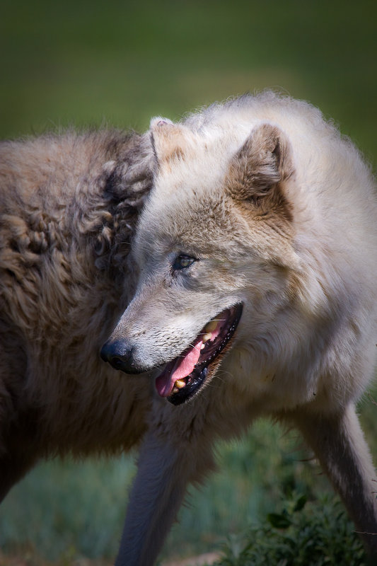 She-Wolf