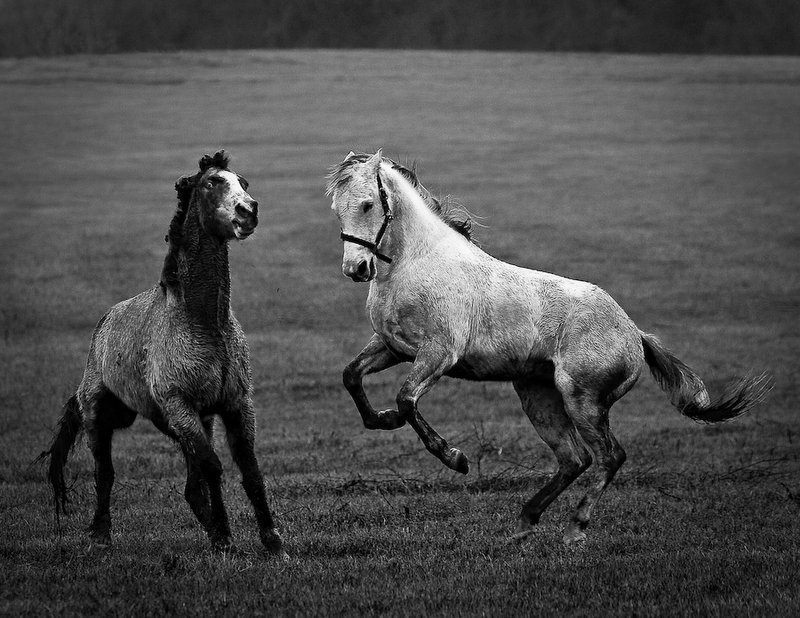 Horseplay.jpg