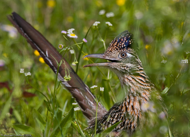 Roadrunner.jpg