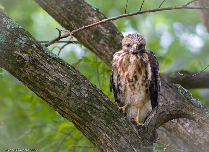 Immature Red-Shouldered Hawk
