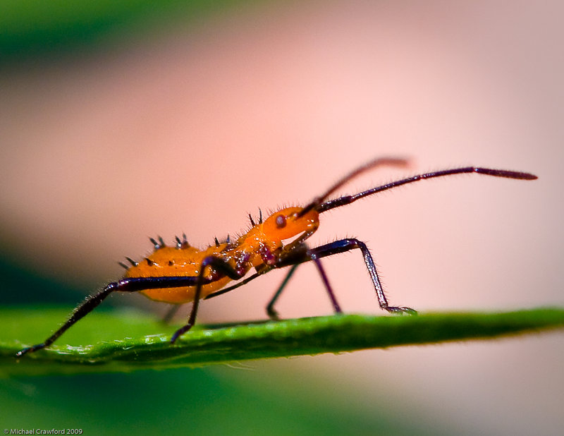 Baby Milkweed Bug.jpg