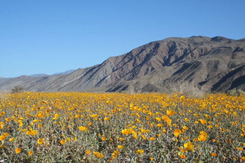 Field of FLowers