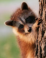 Baby-Racoon.jpg