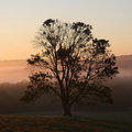 Foggy-Morning.jpg