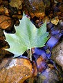 Found-Leaf.jpg