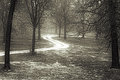 Road-thru-the-Wood.jpg