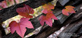 Trail-of-Leaves.jpg