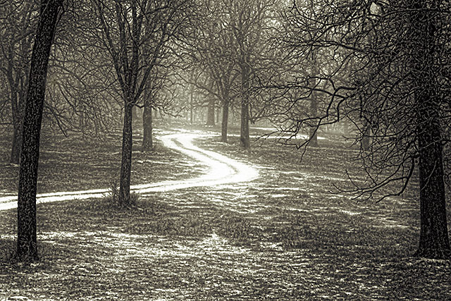Road-thru-the-Wood.jpg
