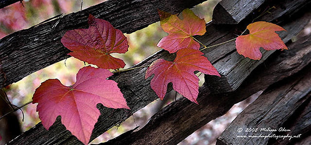 Trail-of-Leaves.jpg