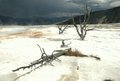 Yellowstone 278