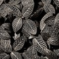 Leaves in Black & White