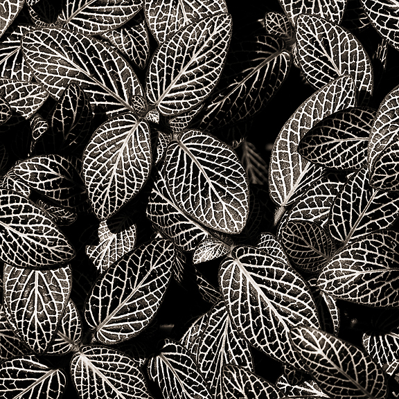 Leaves in Black & White