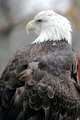DPC Eagle.jpg