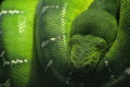 DPC Snake.jpg