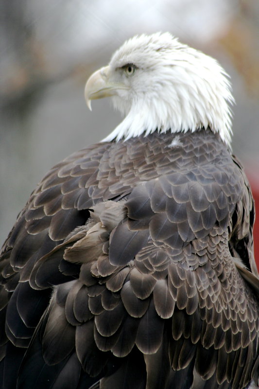 DPC Eagle.jpg