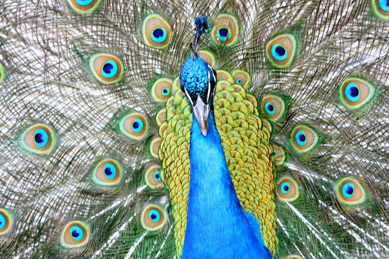 DPC Peacock.jpg