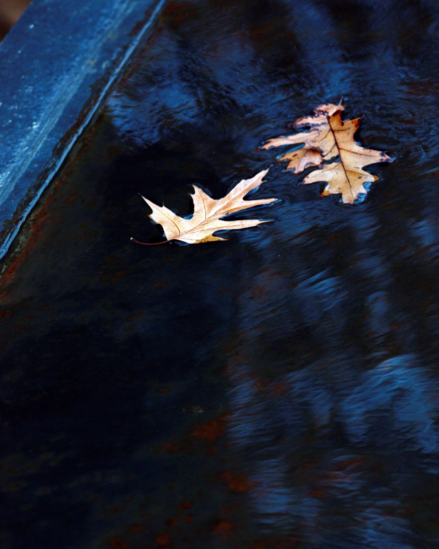 Autumn blues