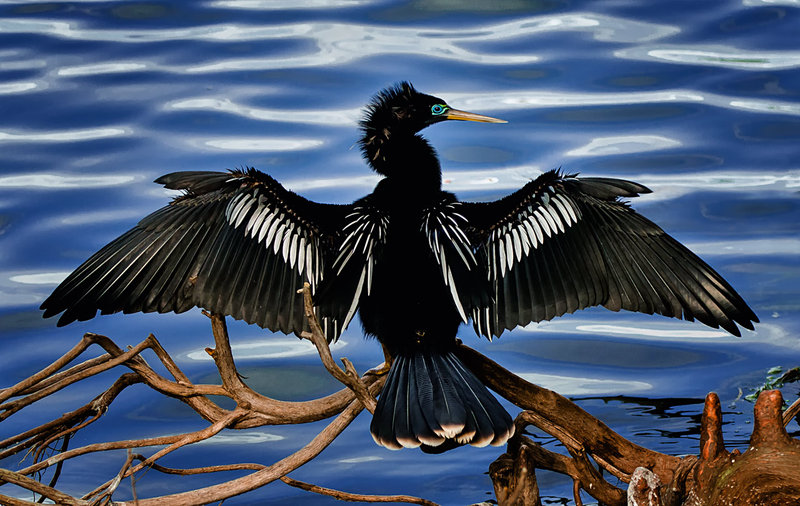 Anhinga_DSC_3733