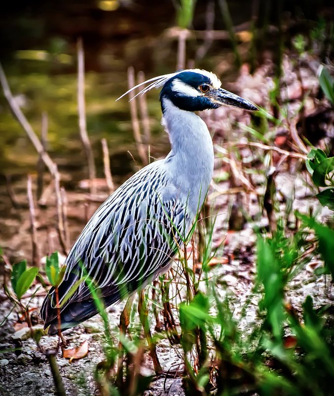 Yellow-Crowned-Night-Heron2_