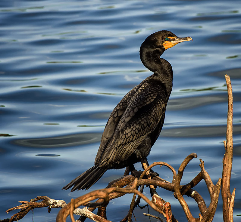 Cormorant_DSC_3711