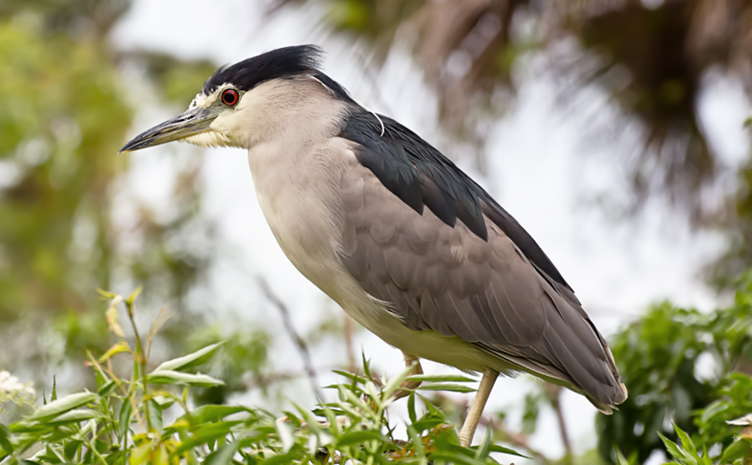Black-Crowned Night Heron1_DSC_0144