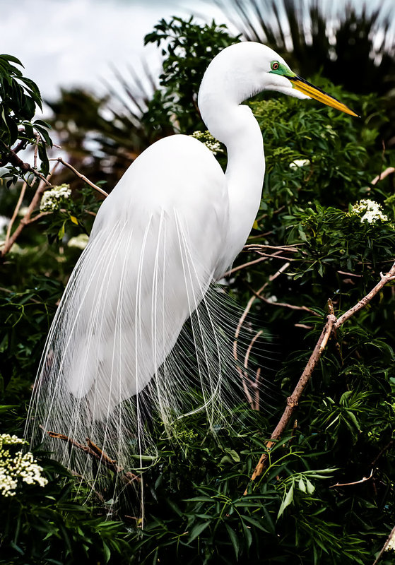 Great-White-Egret6_DSC_9425