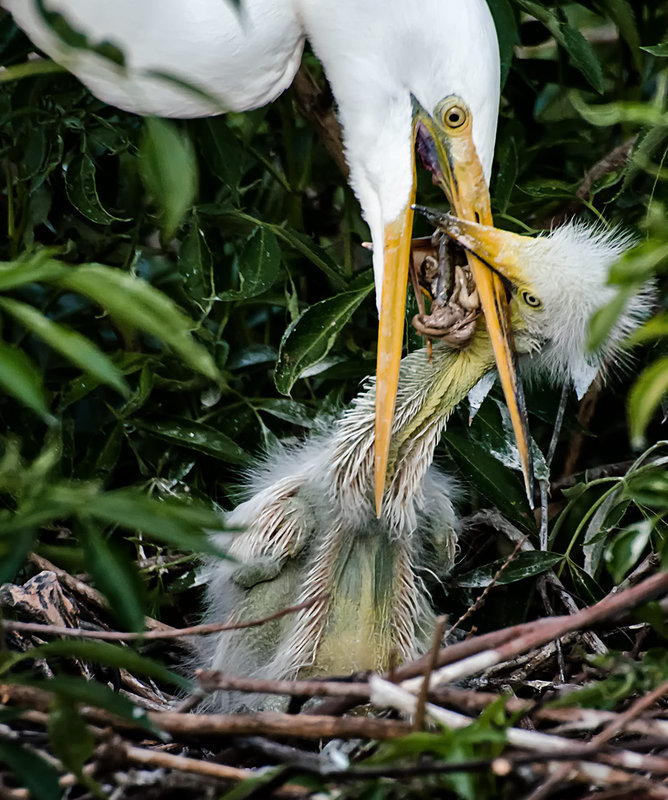 Great-White-Heron3_DSC_9014