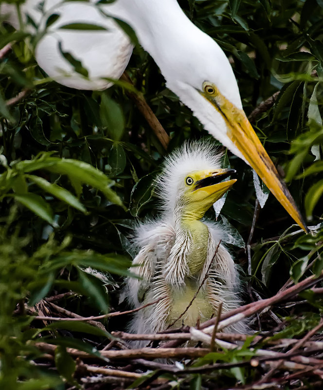 Great-White-Heron4_DSC_9086
